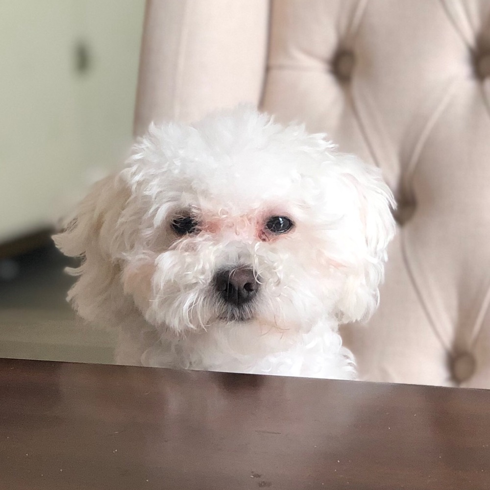 Meet your Posher, Jacqueline